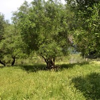 Land plot in Greece, 160 sq.m.