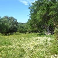 Land plot in Greece, 160 sq.m.