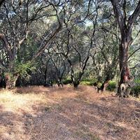 Земельный участок в Греции