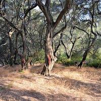 Земельный участок в Греции