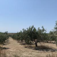 Land plot in Greece, 7000 sq.m.