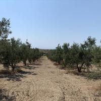 Land plot in Greece, 7000 sq.m.