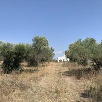 Land plot in Greece, 7000 sq.m.