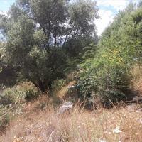 Land plot in Greece, 4142 sq.m.