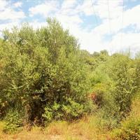 Land plot in Greece, 5970 sq.m.