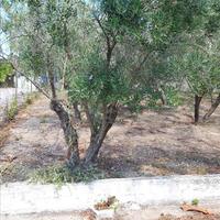 Other in Greece, 55 sq.m.