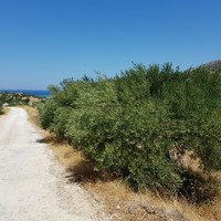 Land plot in Greece