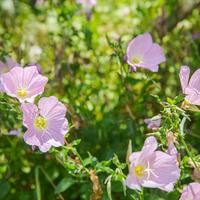 Villa in Greece, 110 sq.m.