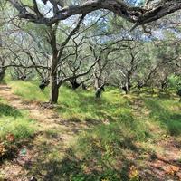 Land plot in Greece