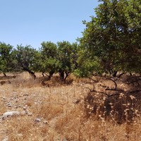 Land plot in Greece