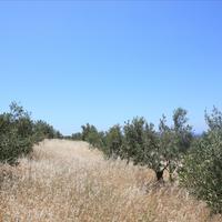 Land plot in Greece