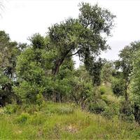 Земельный участок в Греции