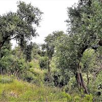 Земельный участок в Греции