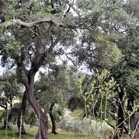 Земельный участок в Греции