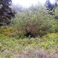 Land plot in Greece
