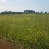 Land plot in Greece