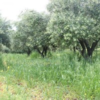Land plot in Greece