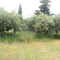 Land plot in Greece
