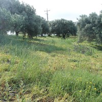 Land plot in Greece