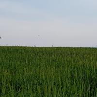 Земельный участок на Кипре