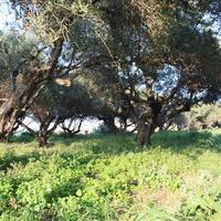 Земельный участок в Греции