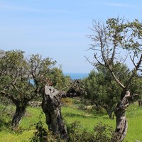 Земельный участок в Греции