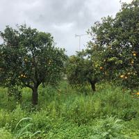 Земельный участок в Греции