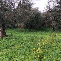 Land plot in Greece
