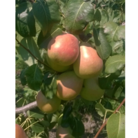 Земельный участок в Греции