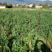 Land plot in Republic of Cyprus