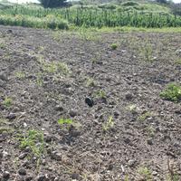 Land plot in Republic of Cyprus