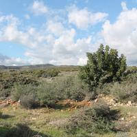Земельный участок на Кипре, 3900 кв.м.