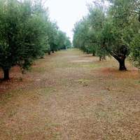 Вилла в Греции, 250 кв.м.