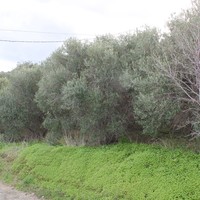 Land plot in Greece
