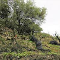 Земельный участок в Греции