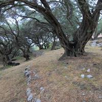 Земельный участок в Греции