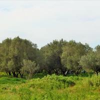Land plot in Greece, 3100 sq.m.