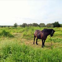 Land plot in Greece, 3100 sq.m.