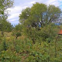 Земельный участок в Греции