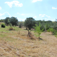 Земельный участок в Греции