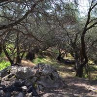 Земельный участок в Греции