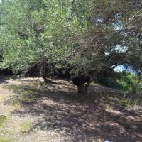 Земельный участок в Греции