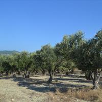 Land plot in Greece, 3300 sq.m.