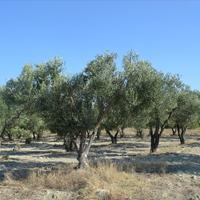 Land plot in Greece, 3300 sq.m.