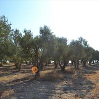 Land plot in Greece, 3300 sq.m.
