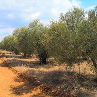 Земельный участок в Греции