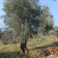 Земельный участок в Греции