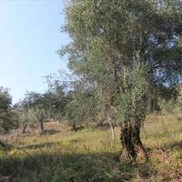 Земельный участок в Греции