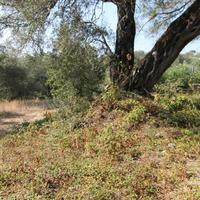 Земельный участок в Греции