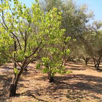 Flat in Greece, 40 sq.m.